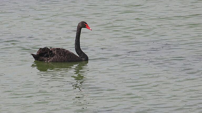 Als er im Frühjahr 2015 in das Vogelschutzgebiet kam, war der Trauerschwan in Begleitung eines weiteren Artgenossen. Zwischenzeitlich gesellte sich sogar ein zweites Paar dazu. Vergangenen August verschwand dieses jedoch plötzlich; kurz darauf wurde auch der Partner des ersten Besuchers tot am Ufer aufgefunden. Nun schwimmt der schwarze Schwan alleine umher.