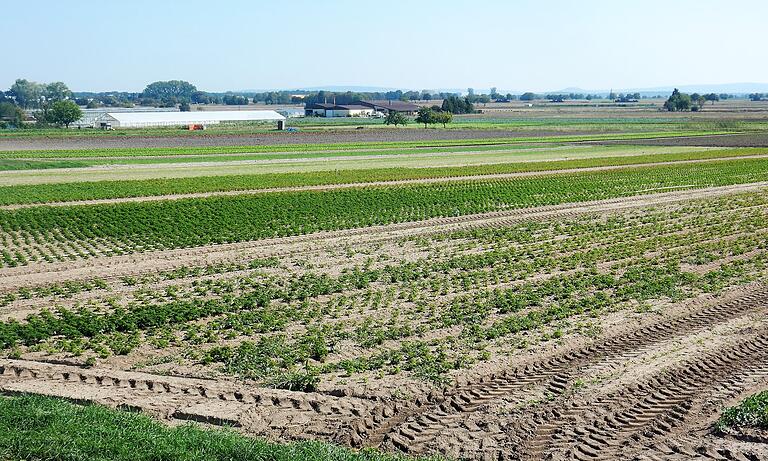 Mit Brunnenwasser werden die Felder bei Gochsheim bewässert.