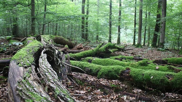 Der Stadtwald der Stadt Lohr gilt in Fachkreisen als Vorzeigeobjekt für naturnahe Waldwirtschaft. Die Stadt hat rund 200 Hektar ihres Waldbesitzes für die Kernzone eines möglichen Biosphärenreservats im Spessart angeboten. Das Bild zeigt Totholz in der Abteilung Hammersbuch.