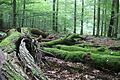 Der Stadtwald der Stadt Lohr gilt in Fachkreisen als Vorzeigeobjekt für naturnahe Waldwirtschaft. Die Stadt hat rund 200 Hektar ihres Waldbesitzes für die Kernzone eines möglichen Biosphärenreservats im Spessart angeboten. Das Bild zeigt Totholz in der Abteilung Hammersbuch.