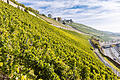 Unser Foto zeigt die Weinlage Würzburger Stein im September 2022.
