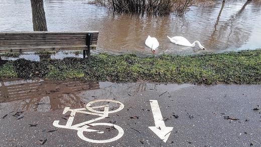 Viel Wasser, aber kaum Überflutungen: Frühstück direkt vom Ufer       -  (lsl)   Regen und die Schneeschmelze hatten in den vergangenen Tagen die Pegel des Mains und seiner Nebenflüsse ansteigen lassen. Wie hier in Kitzingen am Radweg nach Sulzfeld war das Wasser bis auf die Höhe des Radwegs gestiegen. Nachdem der Regen am Wochenende aufgehört hat, entspannte sich die Lage. Der Hochwassernachrichtendienst rechnete am Dienstag nicht mehr damit, dass im Bereich Kitzingen die erste Hochwasser-Meldestufe erreicht wird. Die bedeutet &bdquo;stellenweise kleine Ausuferungen&ldquo;. Auch im Bauhof in Kitzingen sieht man die Lage entspannt. Nur der Radweg nach Albertshofen, der immer als erster unter Wasser steht, musste vorübergehend gesperrt werden. Bauhofleiter Georg Günther rechnet nicht damit, dass weitere Maßnahmen ergriffen werden müssen. Die Pegel sinken auf breiter Front.