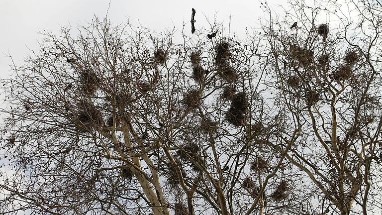 Am Baum links von der Alten Mainbrücke, auf der Seite der Altstadt, ist die Krähen-Population am größten. Über 40 Nester befinden sich dort.