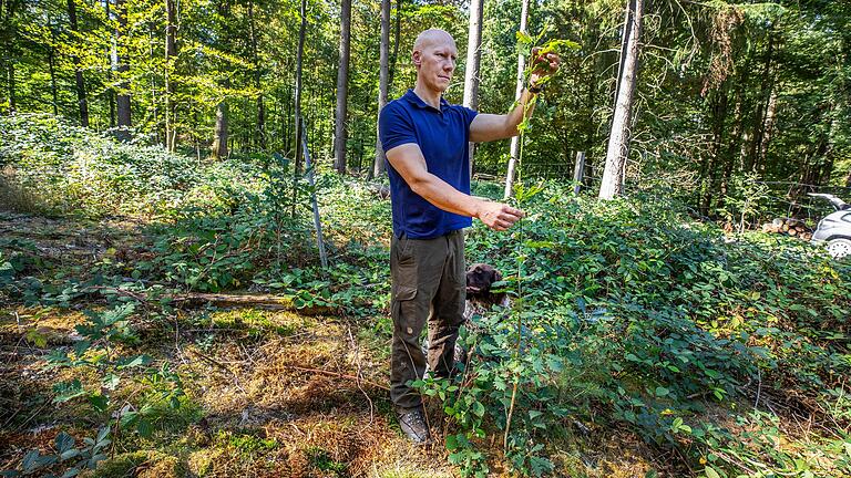 Jungen Bäumen hat der Sommerregen in diesem Jahr geholfen. Der Gerolzhöfer Förster Jochen Schenk zeigt an einer jungen Eiche im Gemeinsamen Bürgerwald Gerolzhofen-Dingolshausen, wie gut diese sich entwickelt hat. Jungen Bäumen hat der Sommerregen in diesem Jahr geholfen. Der Gerolzhöfer Förster Jochen Schenk zeigt an einer jungen Eiche im Gemeinsamen Bürgerwald Gerolzhofen-Dingolshausen, wie gut diese sich entwickelt hat.