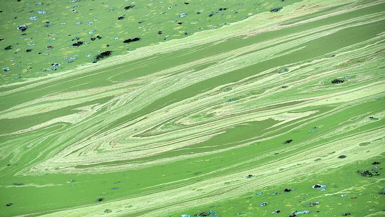 Grüne Schlieren durch Blaualgen       -  Die Stadt Nürnberg warnt vor gefährlichen Blaualgen. (Symbolbild)