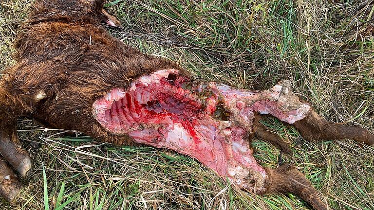 Verdacht auf Wolfsriss in Rottershausen       -  Schwer zu ertragen, aber leider die Wirklichkeit: So fand Max Schätzlein das gerissene Kalb auf der Weide. Es wurde nur einen Tag alt.