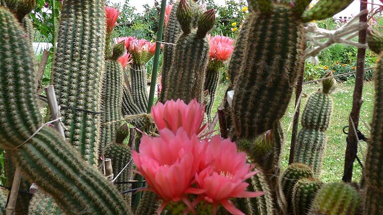 Der Blick von der Terrasse geht durch ein Spalier übervoll blühender Trichocereus. Foto: Antje Roscoe