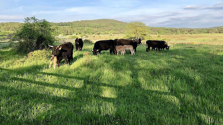 Heckrinder auf einer Weide       -  Wo einst deutsche und amerikanische Soldaten übten: Die Heckrinder auf dem Gelände &bdquo;Nationales Naturerbe Aschaffenburg.