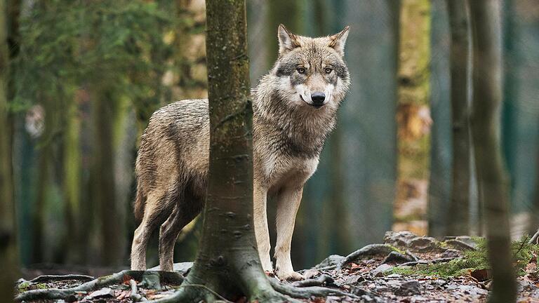 Seit einiger Zeit ist die Rhöner Wölfin nicht mehr in Erscheinung getreten. Entsprechende kommen Fragen nach ihrem Verbleib auf. Das Foto zeigt nicht die Rhöner Wölfin, sondern ein Tier in Sachsen-Anhalt.