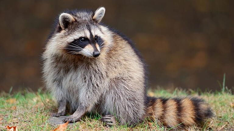 Man bekommt ihn nur selten zu sehen, denn der Waschbär ist ein dämmerungs- und nachtaktives Tier. Auch in hiesigen Gefilden hat er sich stark verbreitet und stellt mancherorts mittlerweile eine regelrechte Plage dar.