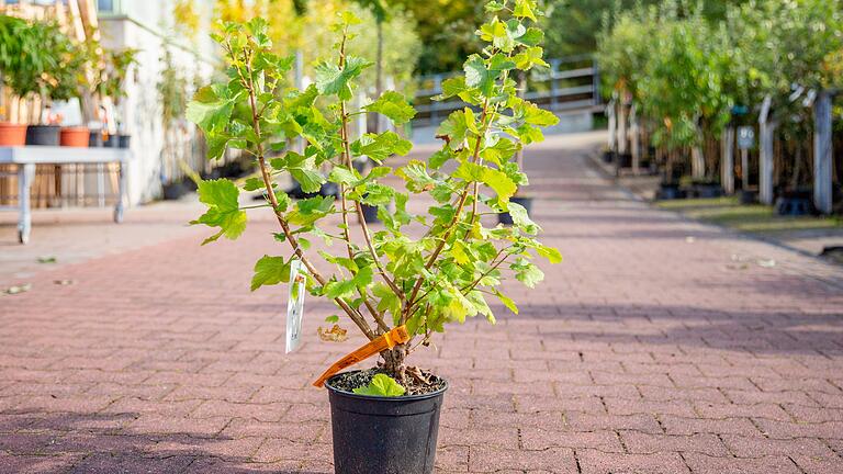Jostabeere: Die gesunde Kreuzung aus Johannis- und Stachelbeere