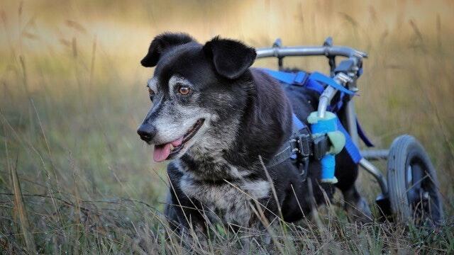 Hund Joschi verbrachte 14 Jahre seines Lebens im Rollstuhl. Der Mischling starb vor zwei Jahren.