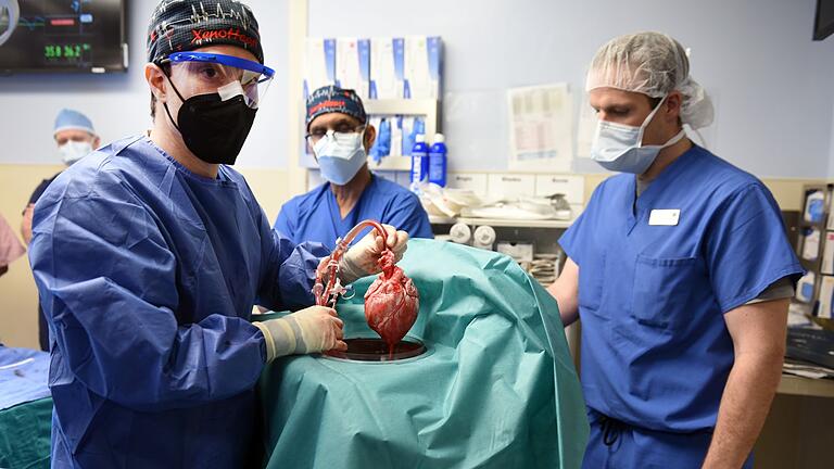 Schweine-Transplantation       -  Im Jahr 2022 erhielt ein Mann in den USA ein Schweineherz. (Archivbild)