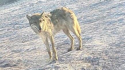 Etwa fünf Minuten lang hielt sich dieser Wolf am Samstag unweit des Traktors von Pascal Hümmer auf der Autobahnbaustelle bei Abtswind auf, ohne sich stören zu lassen. Etwa fünf Minuten lang hielt sich dieser Wolf am Samstag unweit des Traktors von Pascal Hümmer auf der Autobahnbaustelle bei Abtswind auf, ohne sich stören zu lassen. 