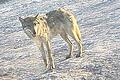 Etwa fünf Minuten lang hielt sich dieser Wolf am Samstag unweit des Traktors von Pascal Hümmer auf der Autobahnbaustelle bei Abtswind auf, ohne sich stören zu lassen.&nbsp;