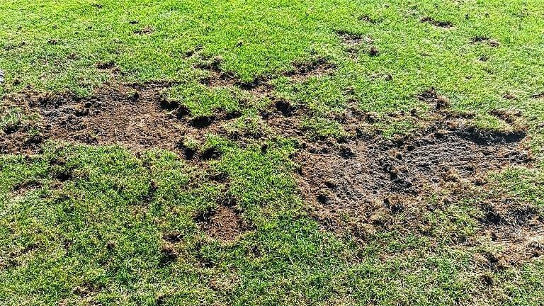 Ganze Arbeit geleistet: Wo die Krähen hinlangen, wächst im wahrsten Sinne des Wortes kein Gras mehr.