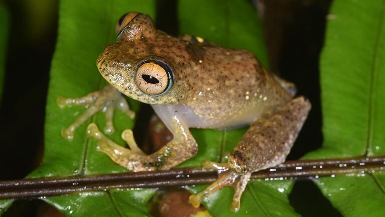 Sieben neue Froscharten in Madagaskar entdeckt       -  Diese Frösche stoßen Pfeiflaute aus, die an Soundeffekte aus der Science-Fiction-Serie &bdquo;Star Trek&rdquo; erinnern.