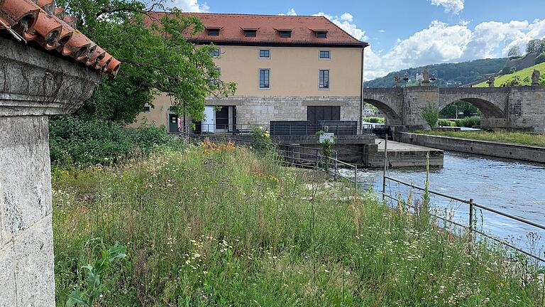 Verwildert: Das Gartengrundstück zwischen dem Kraftwerk Mainmühle und der Mainpromenade.