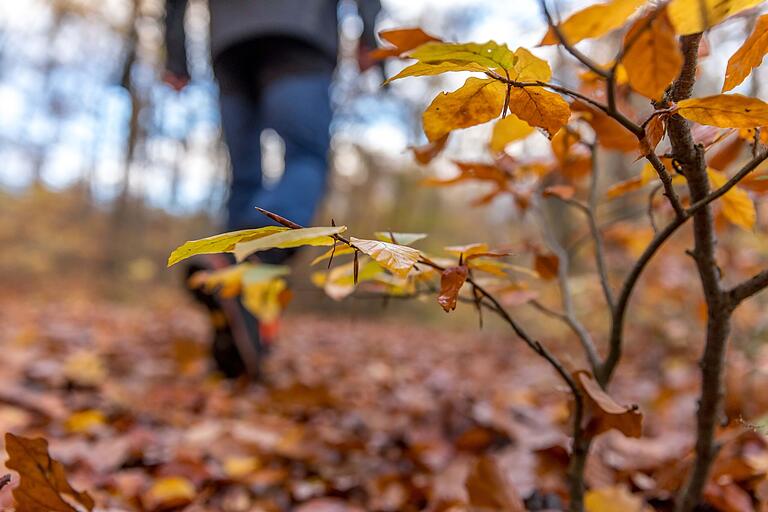 Auf dem Schloßberg führt die Tour durch den Hagwald. Auf dem Schloßberg führt die Tour durch den Hagwald.
