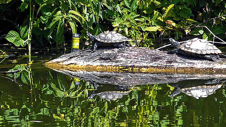 Wahrscheinlich ausgesetzte Importware: Die zwei Schildkröten am Weiher, mutmaßlich Gelbwangenschildkröten. Die größere soll schon einmal überwintert haben.