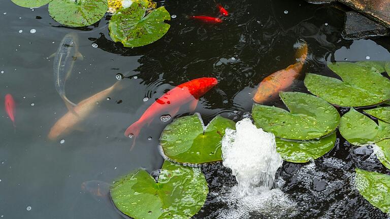 Damit es den Fischen im Gartenteich gut geht, sind einige Dinge zu beachten.&nbsp;