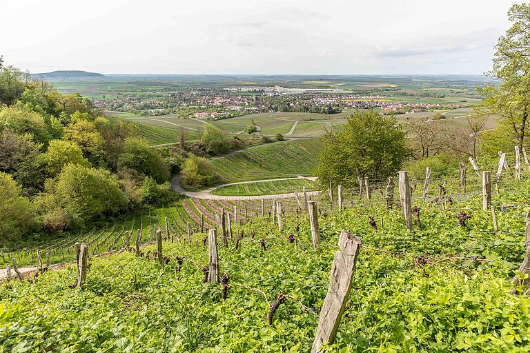 Weinberg wie früher: Historisches in der Iphöfer Weinlage Julius-Echter-Berg am Schwanberg. Weinberg wie früher: Historisches in der Iphöfer Weinlage Julius-Echter-Berg am Schwanberg.