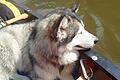 Mara, der Alaskan Malamute eines Ehepaars aus Österreich: Im Sommer 2022 wurde die Hündin bei&nbsp; Knetzgau (Lkr. Haßberge) an der Mainschleuse von einem Jäger erschossen. Am Montag wurde er vom Landgericht Bamberg verurteilt.