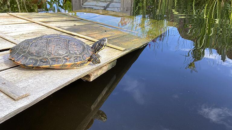 Im Gartenteich der Münnerstädterin Elke Drignat leben 24 gefundene Wasserschildkröten. Im Gartenteich der Münnerstädterin Elke Drignat leben 24 gefundene Wasserschildkröten.