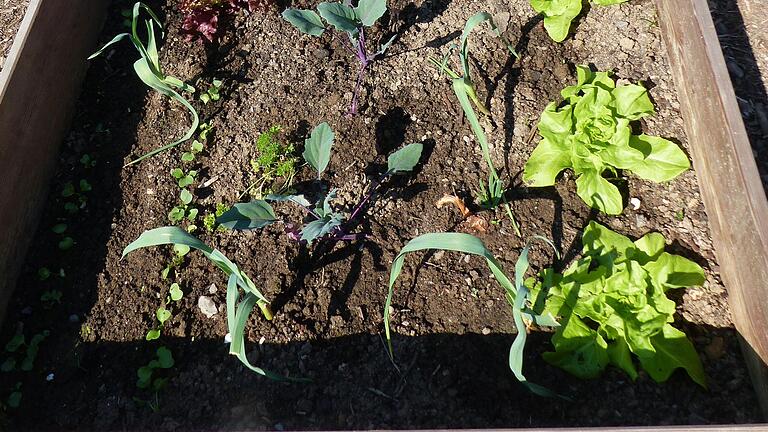 In einer Mischkultur werden zum Beispiel Salat, Kohlrabi und Radieschen in ein Beet gepflanzt. In einer Mischkultur werden zum Beispiel Salat, Kohlrabi und Radieschen in ein Beet gepflanzt.
