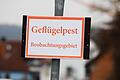 Geflügelpest       -  Symbolfoto Geflügelpest