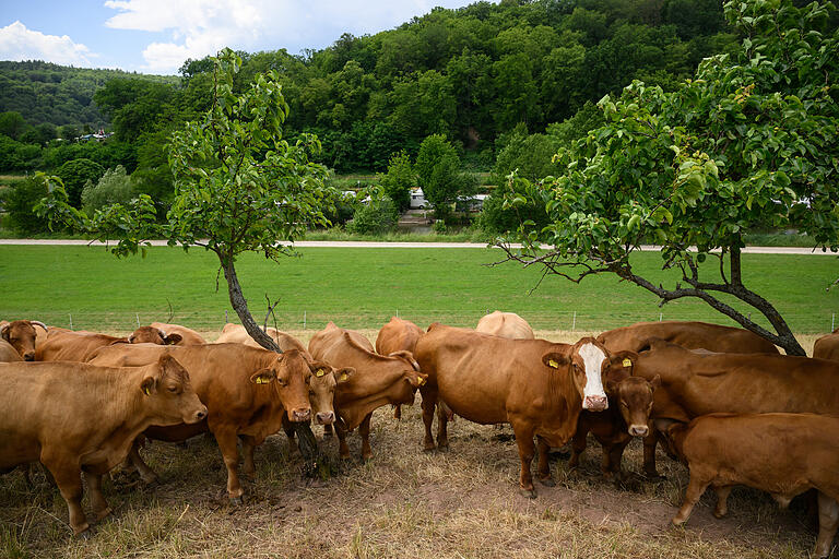 Eine Rinderherde grast am Hang oberhalb der Rossmühle. Es ist heiß und die Tiere rangeln um die wenigen Schattenplätze auf der Weide. Eine Rinderherde grast am Hang oberhalb der Rossmühle. Es ist heiß und die Tiere rangeln um die wenigen Schattenplätze auf der Weide.