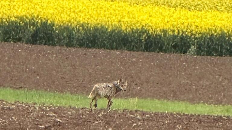 Am Montagmorgen sah der Ramsthaler Jäger Daniel Lohfink einen Wolf in der Nähe des Ebenhäuser Aussiedlerhofs Forsthof von Helmut Rauh und schoss ein Foto.