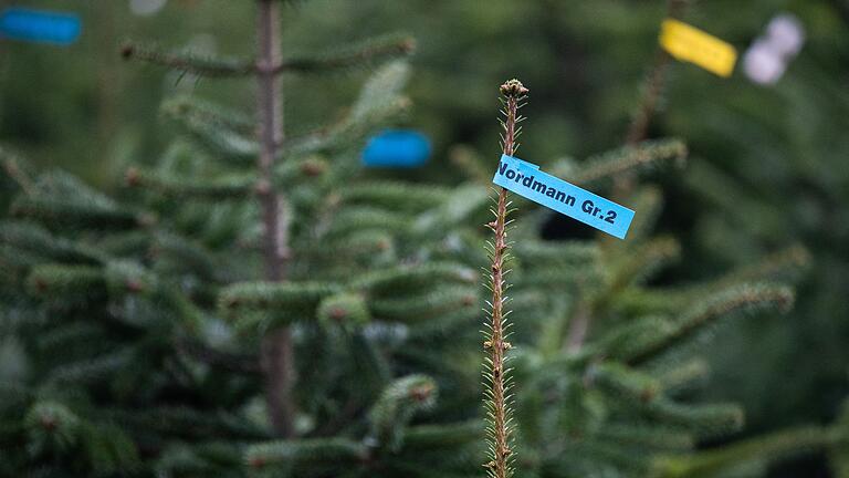 Weihnachtsbaumverkauf - Immer noch der beliebteste Weihnachtsbaum der Deutschen: die Nordmanntanne. Aber es gibt auch gute künstliche Alternativen. Weihnachtsbaumverkauf - Immer noch der beliebteste Weihnachtsbaum der Deutschen: die Nordmanntanne. Aber es gibt auch gute künstliche Alternativen.