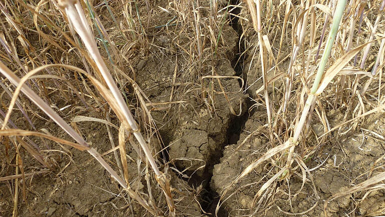 Dürre auf dem Acker       -  Zerklüftete Böden: Die Trockenheit der letzten Wochen macht den Landwirten in Unterfranken zu schaffen. Ihnen stehen wohl Ernteeinbußen ins Haus.