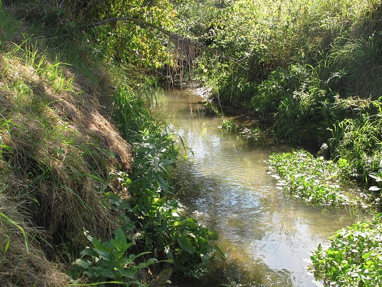 Naturnaher Bach außerorts: Strukturreiche Bäche mit naturnaher Ufervegetation sind „hotspots“ der Biodiversität und verbinden Lebensräume.