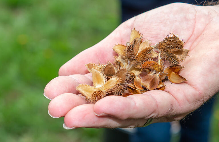 Die Buchen produzieren wegen der Dürre und Hitze zunehmend taube Früchte: Die Bucheckern sind leer.&nbsp;