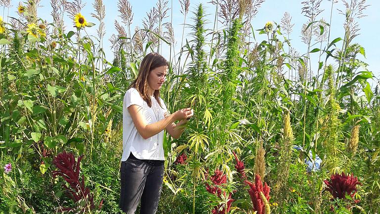 Projektleiterin Michaela Stäblein von der Agrokraft inmitten einer Blühfläche. Sie präsentierte im Kreisauschuss eine Zwischenbilanz des Projekts Biogas-Blühfelder.