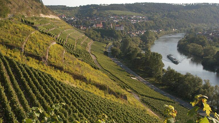 Die Weinlage 'Kallmuth' bei Homburg ist im Besitz des Fürsten von Löwenstein.