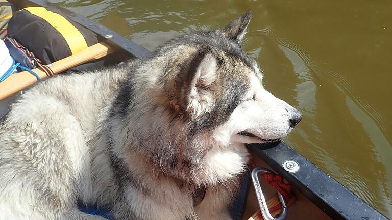 Mara, der Alaskan Malamute eines Ehepaars aus Österreich, wurde im Sommer 2022 bei Knetzgau von einem Jäger erschossen. Jetzt ist der Mann aus dem Landkreis Haßberge rechtskräftig verurteilt.&nbsp;