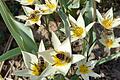 Tulipa turkestanica: Eine besonders frühblühende Art – bei den Bienen besonders beliebt.