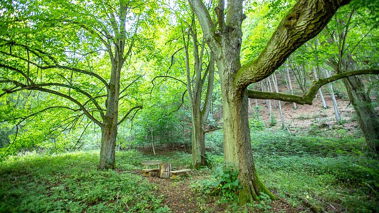 Der Hexenpfad führt durch einen  mystischen Buchenwald.       -  Der Hexenpfad führt durch einen  mystischen Buchenwald.