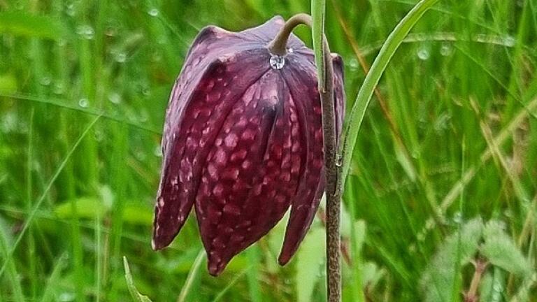Schachblume bei Jossa. Schachblume bei Jossa.
