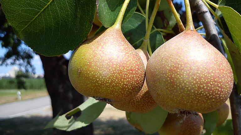 Hutzeln von den Baumfeldern aus Fatschenbrunn