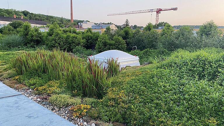 Beispiel einer intensiven Dachbegrünung aus dem Stadtteil Zellerau. Nicht nur schön für das Auge, sondern mit ausgesprochen guter Kühl- und Wasser-Speicherfunktion Beispiel einer intensiven Dachbegrünung aus dem Stadtteil Zellerau. Nicht nur schön für das Auge, sondern mit ausgesprochen guter Kühl- und Wasser-Speicherfunktion