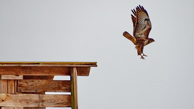 Ein Bussard wie dieses Exemplar bei Schwanfeld hat sein Revier bei einem Waldstück im Osten von Heidenfeld. Die Gemeinde Röthlein warnt mit einem Schild davor, dass das Tier sein Revier während der Jungenaufzucht verteidigt. Ein Bussard wie dieses Exemplar bei Schwanfeld hat sein Revier bei einem Waldstück im Osten von Heidenfeld. Die Gemeinde Röthlein warnt mit einem Schild davor, dass das Tier sein Revier während der Jungenaufzucht verteidigt.