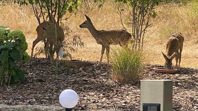 Die Tiere sind so durstig, dass sie bis in die Gärten kommen. Das Foto zeigt drei Rehe, die aus der Vogeltränke eines Gartens in Münnerstadt am Karlsberg trinken, aufgenommen vom Hausbesitzer Bernd Hillmann.       -  Die Tiere sind so durstig, dass sie bis in die Gärten kommen. Das Foto zeigt drei Rehe, die aus der Vogeltränke eines Gartens in Münnerstadt am Karlsberg trinken, aufgenommen vom Hausbesitzer Bernd Hillmann.