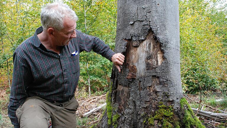 Der Laie sieht das Drama nicht: Hans Stark zeigt, wie leicht sich die Rinde von einer mächtigen Buche ablösen lässt. Dieser Baum in einem Waldstück bei Haßfurt ist todkrank.