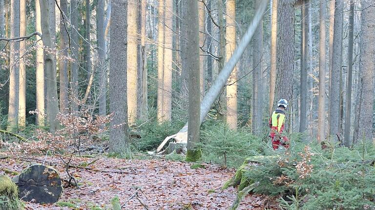 Achtung: Baum fällt.