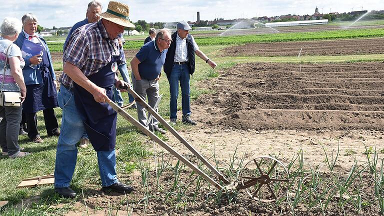 Am Gochsheimer Gemüselehrgarten sind allerlei historische Gartengeräte zu bewundern und –wie diese 'Brachmaschine' – im Einsatz zu erleben. Hinter dem Rad ist eine Schneide, die hier zwischen den Zwiebeln alles beseitigt, was dort nicht wachsen soll. Gleichzeitig wird der Boden gelockert.