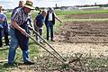 Am Gochsheimer Gemüselehrgarten sind allerlei historische Gartengeräte zu bewundern und –wie diese 'Brachmaschine' – im Einsatz zu erleben. Hinter dem Rad ist eine Schneide, die hier zwischen den Zwiebeln alles beseitigt, was dort nicht wachsen soll. Gleichzeitig wird der Boden gelockert.
